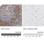 CD2 Antibody