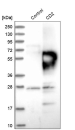 CD2 Antibody in Western Blot (WB)