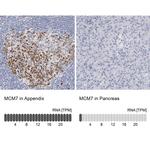MCM7 Antibody