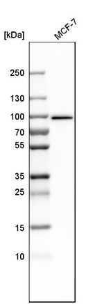 MCM7 Antibody in Western Blot (WB)