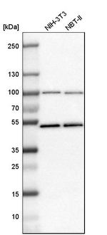 MCM7 Antibody in Western Blot (WB)