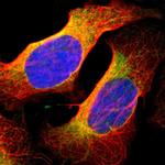 BAP31 Polyclonal Antibody