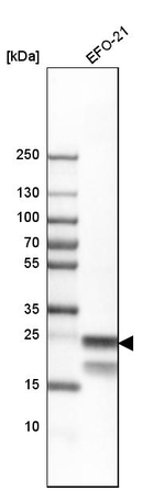 BAP31 Antibody in Western Blot (WB)