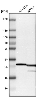 BAP31 Antibody in Western Blot (WB)
