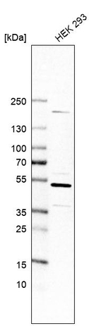 Cdc37 Antibody in Western Blot (WB)