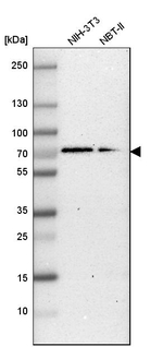 G3BP1 Antibody in Western Blot (WB)