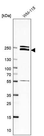 Laminin beta-1 Antibody in Western Blot (WB)
