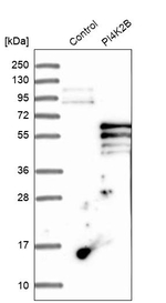 PI4K2B Antibody in Western Blot (WB)