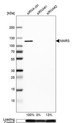 MARS Antibody