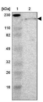 Laminin beta-1 Antibody in Western Blot (WB)