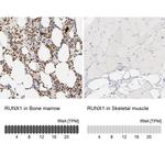 RUNX1 Antibody