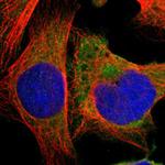 HDLBP Polyclonal Antibody