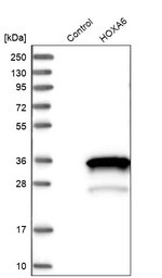 HOXA6 Antibody in Western Blot (WB)