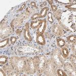 AMPK beta-1 Antibody in Immunohistochemistry (Paraffin) (IHC (P))