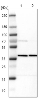 AMPK beta-1 Antibody in Western Blot (WB)