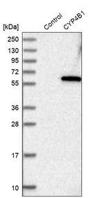 CYP4B1 Antibody in Western Blot (WB)