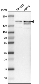 TRIM33 Antibody in Western Blot (WB)