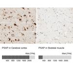 PSAP Antibody