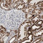 ACAT1 Antibody in Immunohistochemistry (Paraffin) (IHC (P))