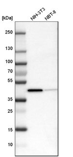 ACAT1 Antibody in Western Blot (WB)
