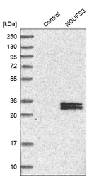 NDUFS3 Antibody in Western Blot (WB)