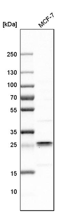 NDUFS3 Antibody in Western Blot (WB)