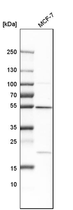 RhoGAP Antibody in Western Blot (WB)