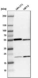 RhoGAP Antibody in Western Blot (WB)