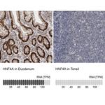 HNF4A Antibody