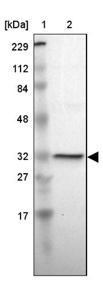 HMGCL Antibody in Western Blot (WB)