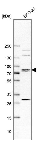 TGM3 Antibody in Western Blot (WB)