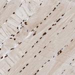 MEF2D Antibody in Immunohistochemistry (Paraffin) (IHC (P))