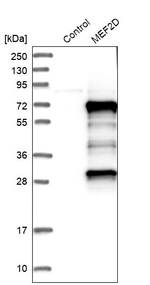 MEF2D Antibody in Western Blot (WB)