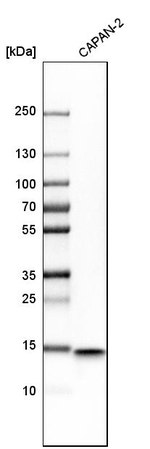 IFITM1 Antibody in Western Blot (WB)