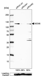 MCM6 Antibody in Western Blot (WB)