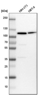 MCM6 Antibody in Western Blot (WB)