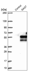 GAS7 Antibody in Western Blot (WB)
