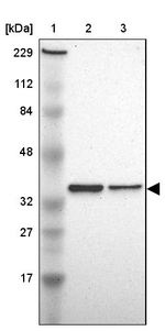 JAB1 Antibody in Western Blot (WB)