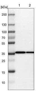 JAB1 Antibody in Western Blot (WB)