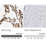 ICAM-1 Antibody