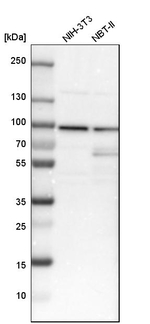 Cyclin T1 Antibody in Western Blot (WB)