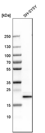 HP1 gamma Antibody in Western Blot (WB)