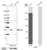 15-PGDH Antibody in Western Blot (WB)