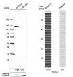 CD133 Antibody in Western Blot (WB)