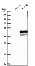 HTR1E Antibody in Western Blot (WB)