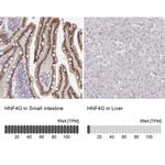 HNF4G Antibody