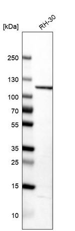 TPX2 Antibody in Western Blot (WB)