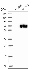 MEF2C Antibody in Western Blot (WB)