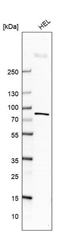 ACSL4 Antibody in Western Blot (WB)