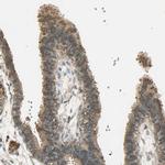 KEAP1 Antibody in Immunohistochemistry (Paraffin) (IHC (P))